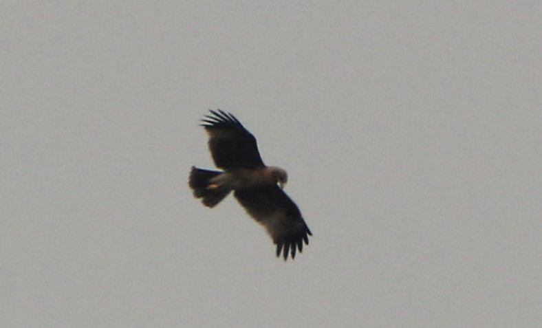Indian Spotted Eagle